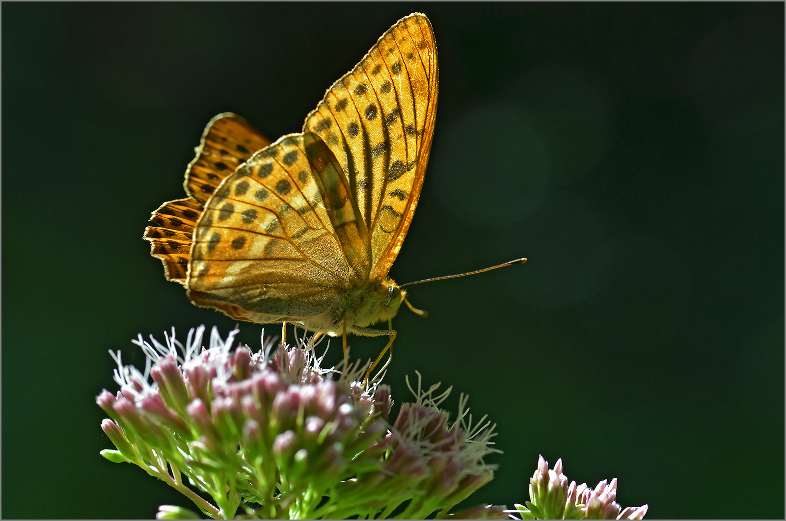 Kaisermantel  -  Argynnis paphia