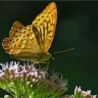 Kaisermantel  -  Argynnis paphia