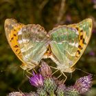 Kaisermantel (Argynnis paphia)