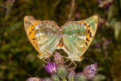 Kaisermantel (Argynnis paphia)