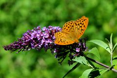 Kaisermantel (Argynnis paphia)