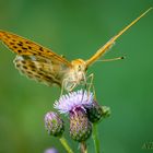 Kaisermantel (Argynnis paphia)