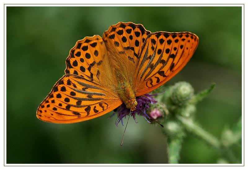 Kaisermantel (Argynnis paphia)