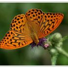 Kaisermantel (Argynnis paphia)