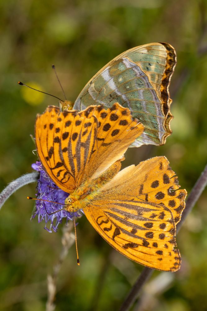 Kaisermantel (Argynnis paphia)