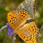 Kaisermantel (Argynnis paphia)