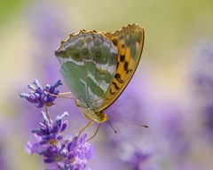 Kaisermantel  ( Argynnis paphia )