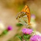 Kaisermantel (Argynnis paphia)