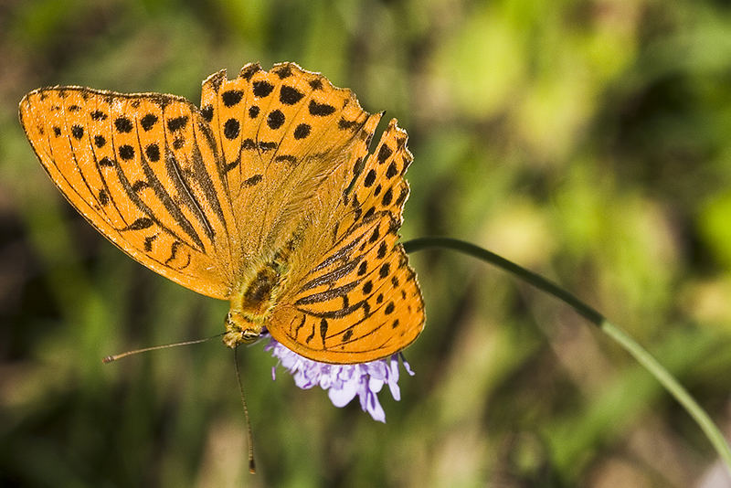 Kaisermantel (Argynnis paphia)