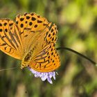 Kaisermantel (Argynnis paphia)