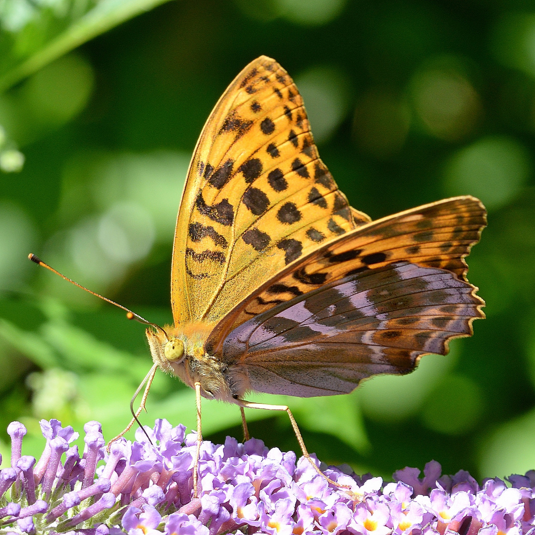 Kaisermantel - Argynnis paphia