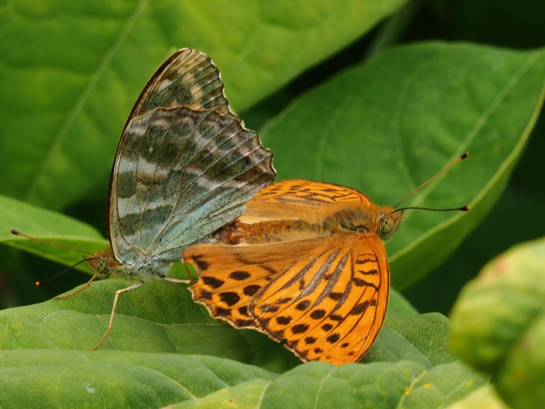 Kaisermantel (Argynnis paphia) 