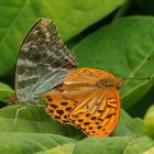 Kaisermantel (Argynnis paphia) 