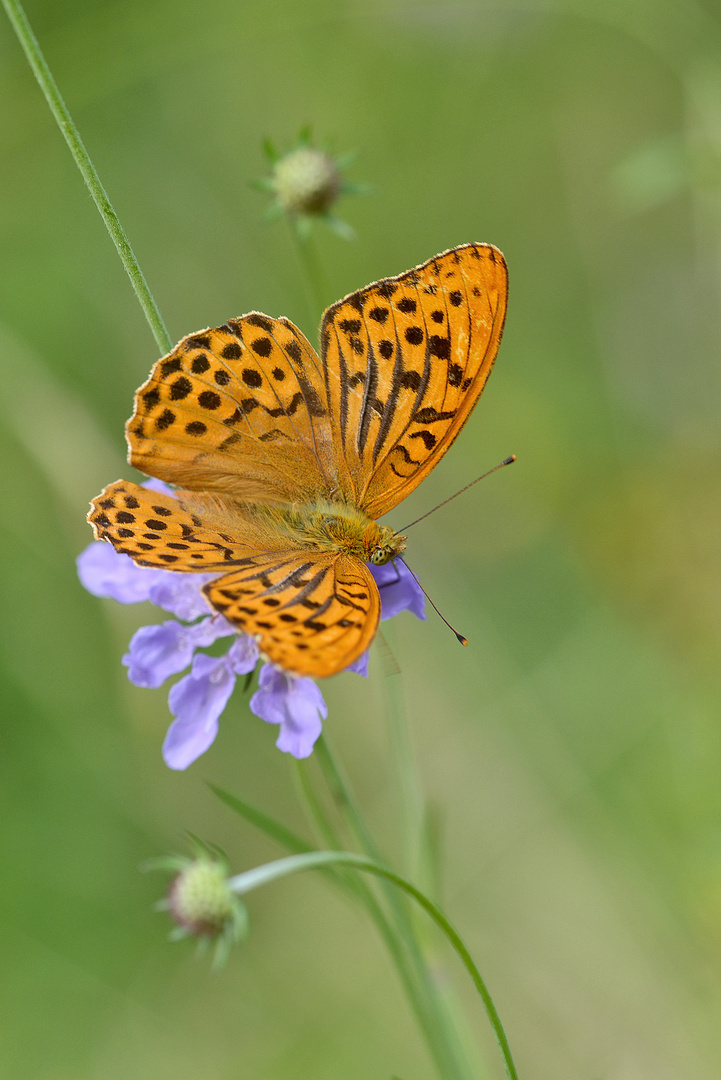 Kaisermantel (Argynnis paphia)