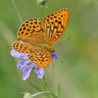 Kaisermantel (Argynnis paphia)