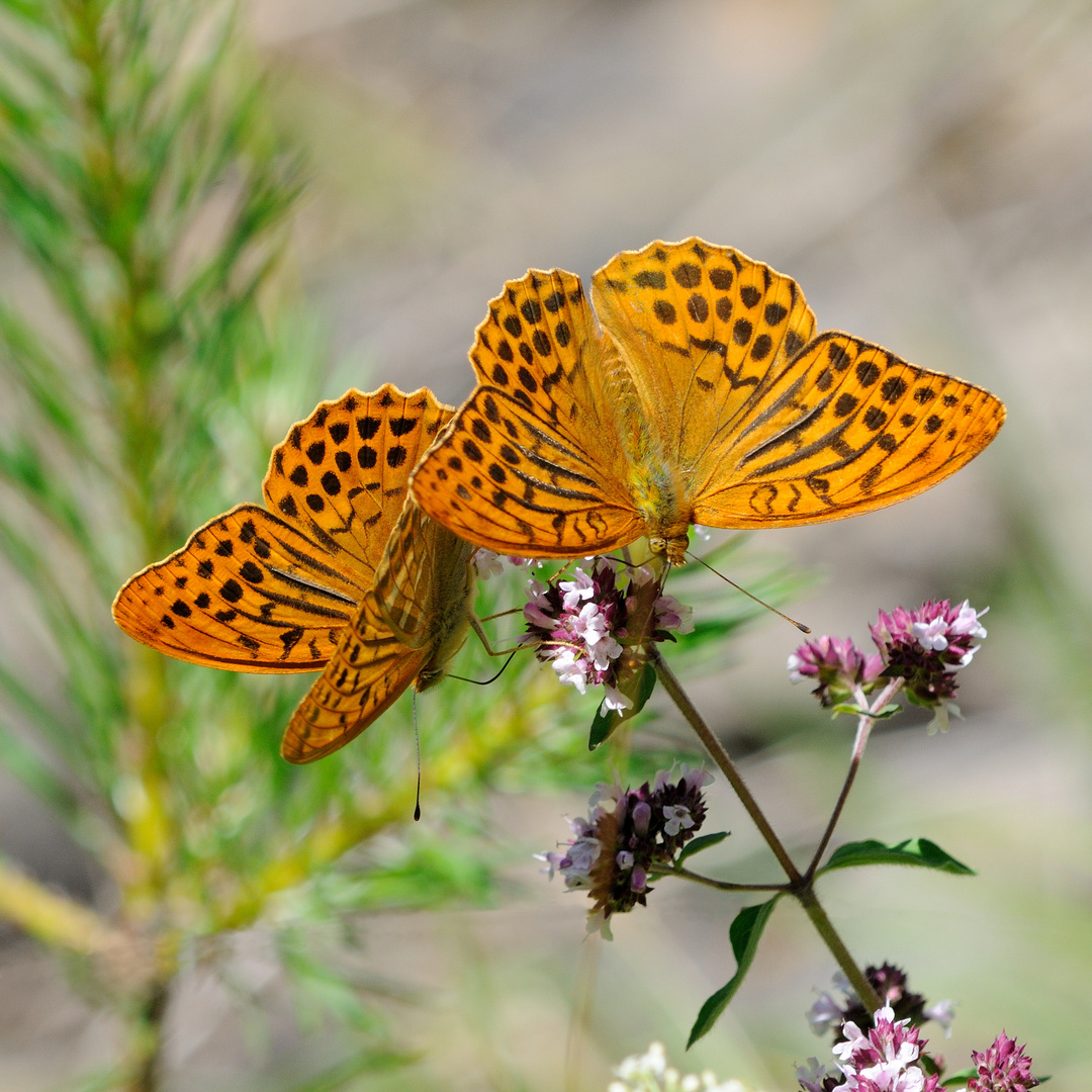 Kaisermantel (Argynnis paphia)