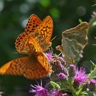 Kaisermantel – (Argynnis paphia) 