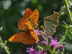 Kaisermantel – (Argynnis paphia) 