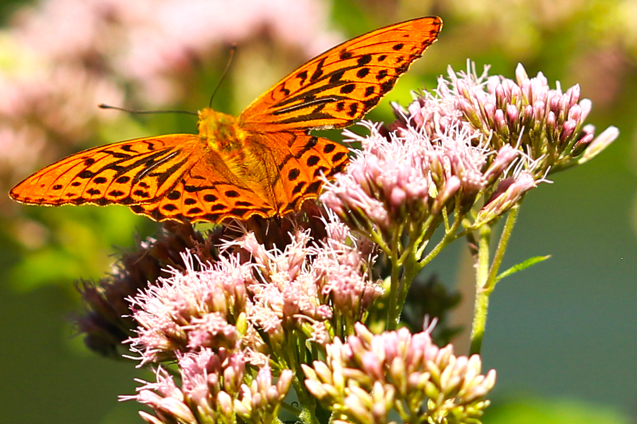 Kaisermantel (Argynnis paphia)