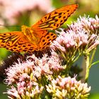 Kaisermantel (Argynnis paphia)