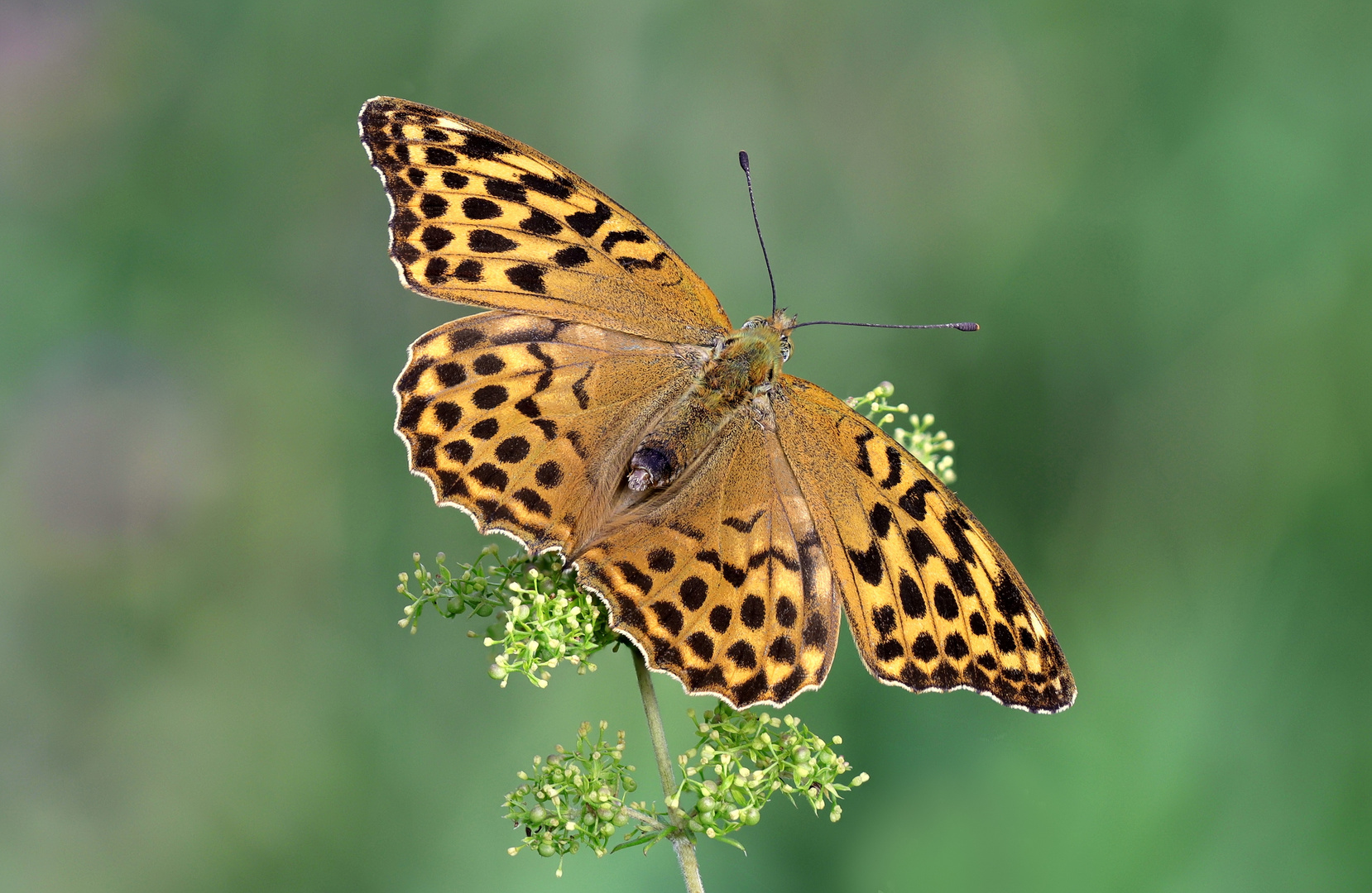 Kaisermantel (Argynnis paphia)