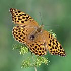 Kaisermantel (Argynnis paphia)