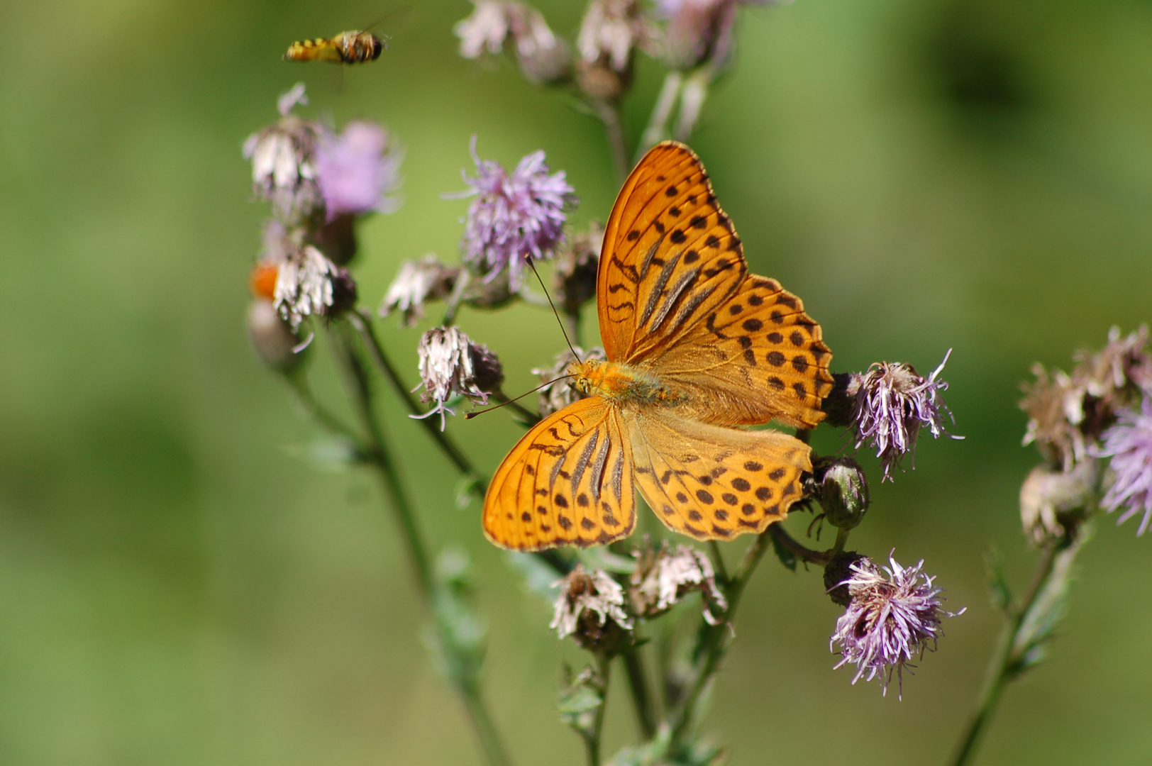 Kaisermantel (Argynnis paphia)