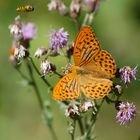 Kaisermantel (Argynnis paphia)