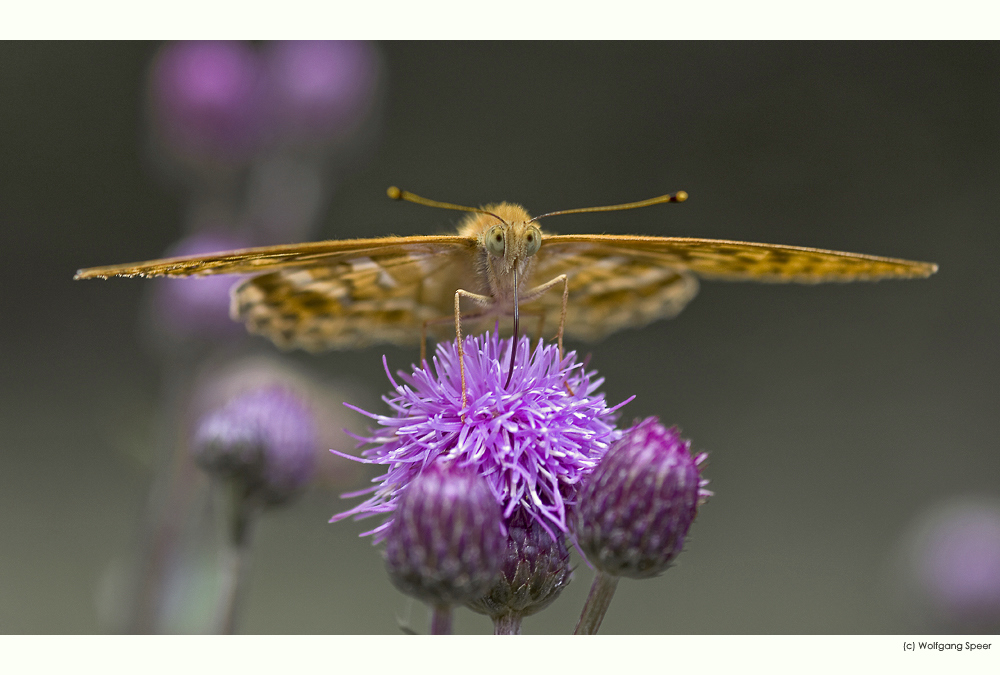 Kaisermantel (Argynnis paphia)