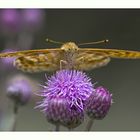 Kaisermantel (Argynnis paphia)