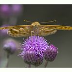 Kaisermantel (Argynnis paphia)