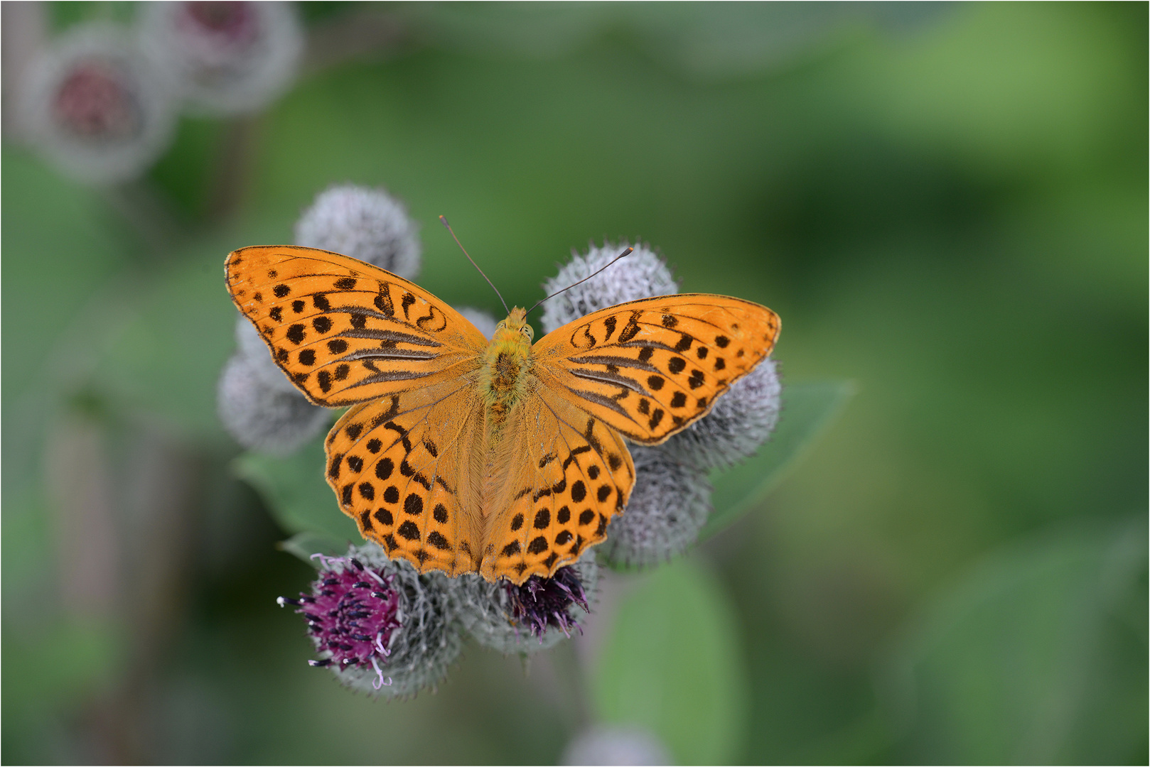 Kaisermantel (Argynnis paphia)