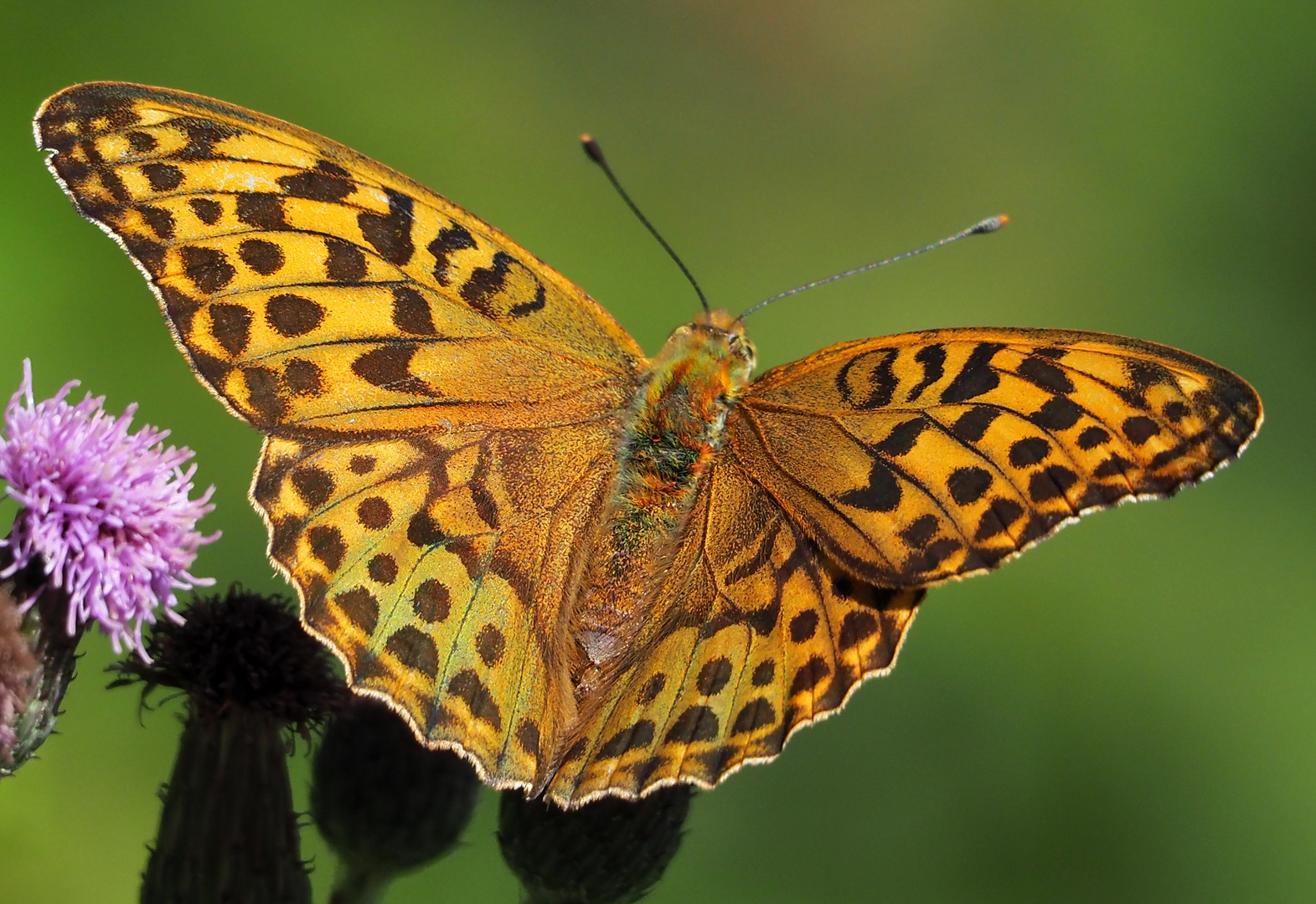 Kaisermantel Argynnis paphia