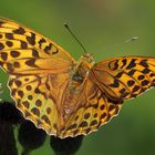 Kaisermantel Argynnis paphia