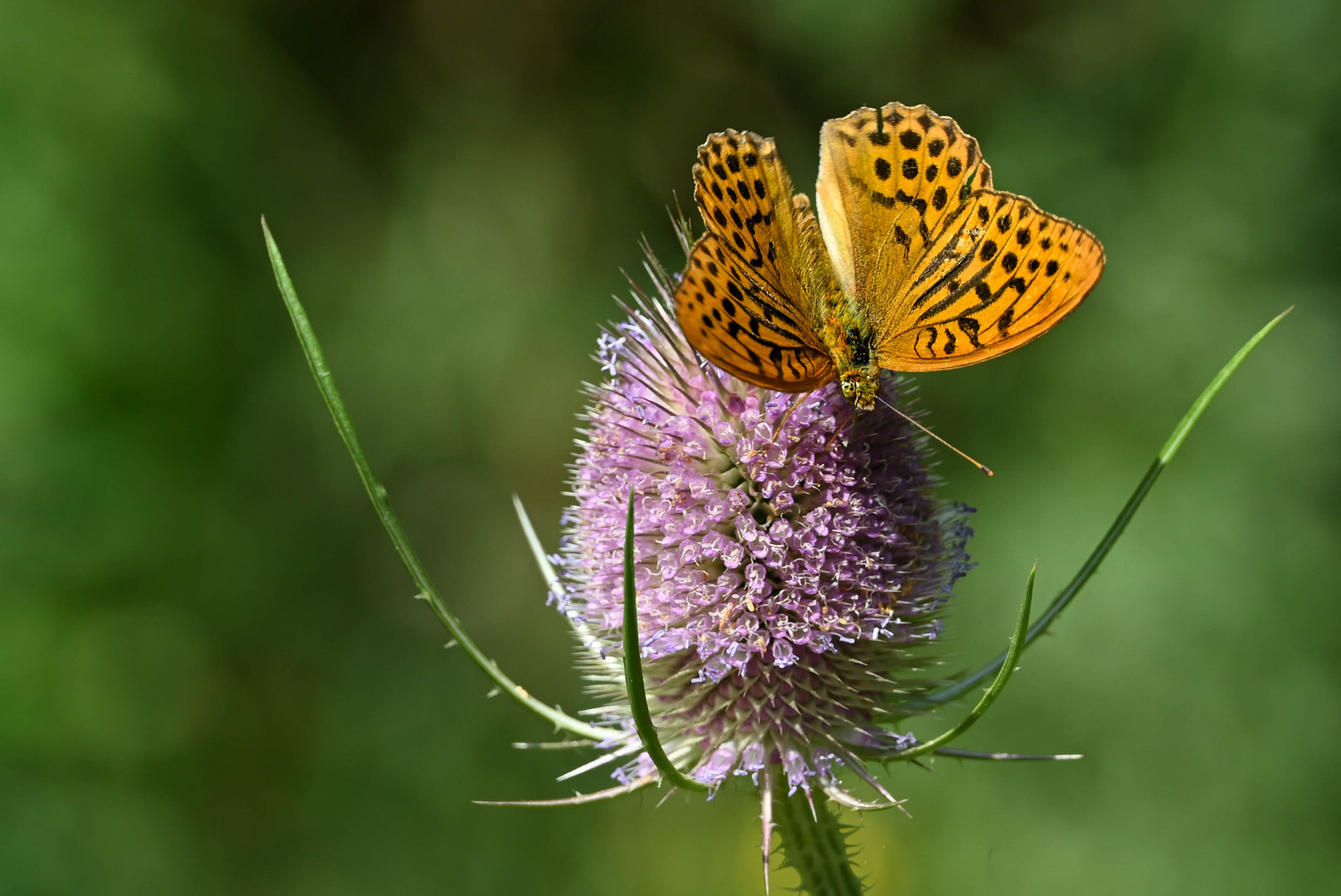 Kaisermantel (Argynnis paphia)