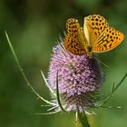 Kaisermantel (Argynnis paphia)