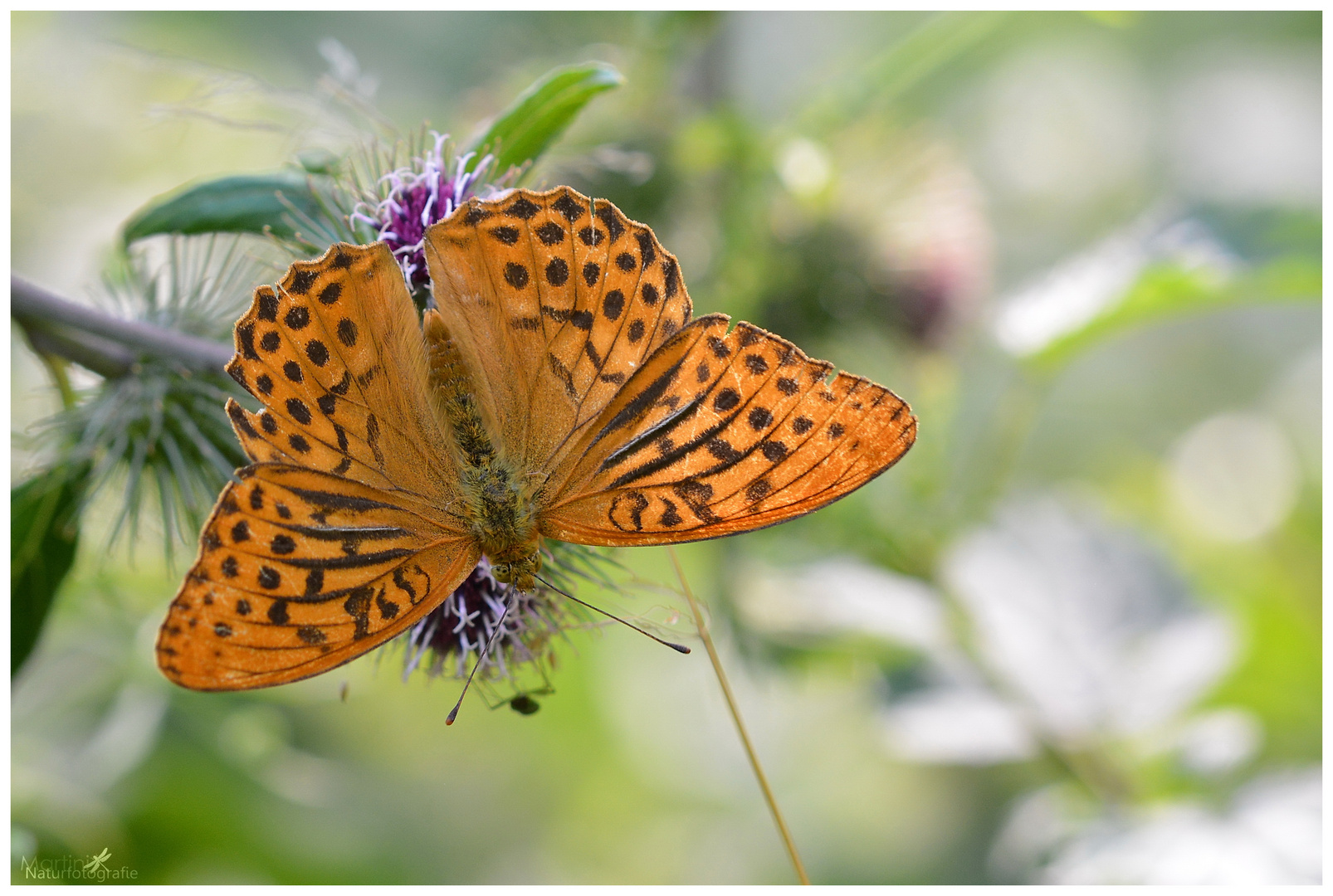 Kaisermantel (Argynnis paphia)