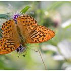 Kaisermantel (Argynnis paphia)