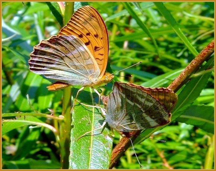 KAISERMANTEL (Argynnis paphia)