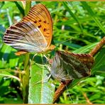 KAISERMANTEL (Argynnis paphia)