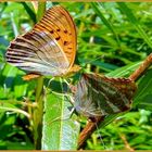 KAISERMANTEL (Argynnis paphia)