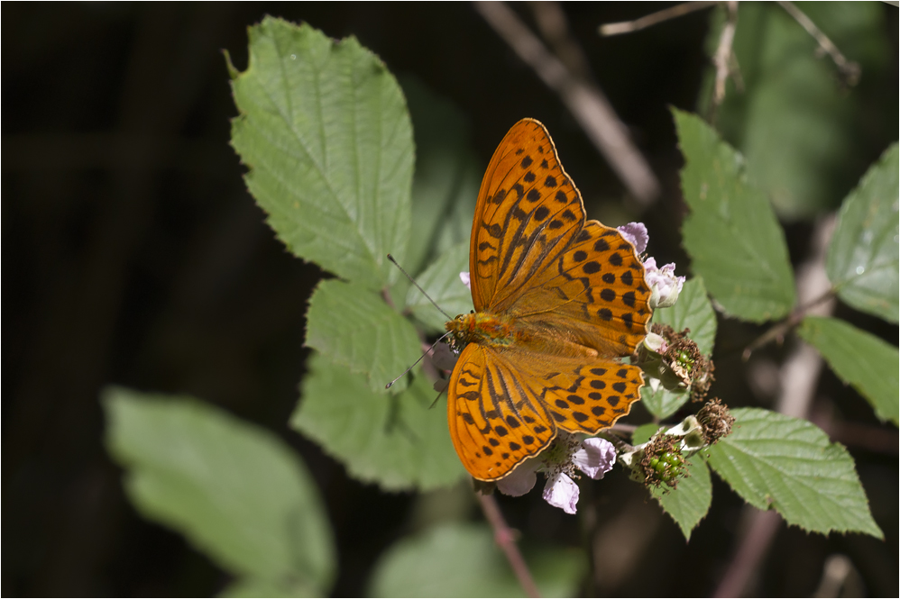 Kaisermantel (Argynnis paphia)