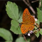 Kaisermantel (Argynnis paphia)