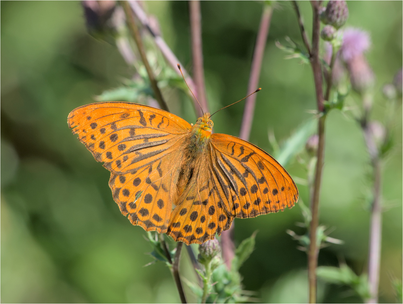 Kaisermantel (Argynnis paphia)