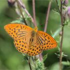 Kaisermantel (Argynnis paphia)