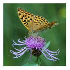 Kaisermantel (Argynnis paphia)