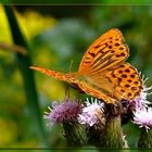 Kaisermantel (Argynnis paphia)