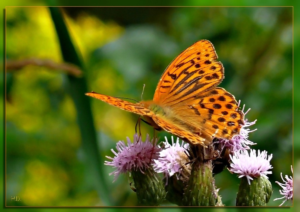 Kaisermantel (Argynnis paphia)