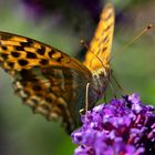 Kaisermantel (Argynnis paphia)