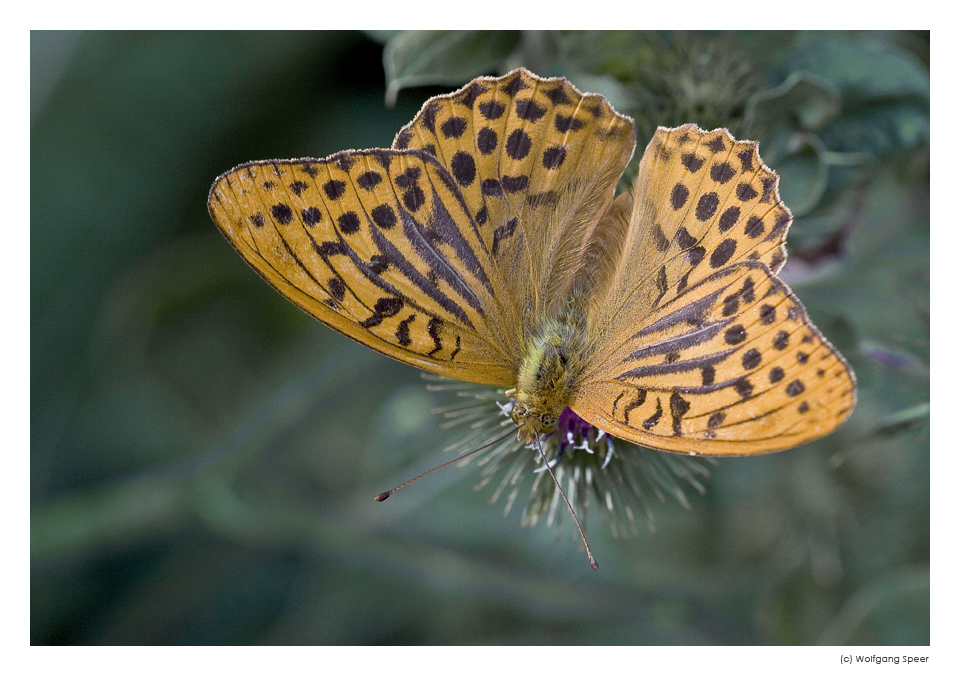 Kaisermantel (Argynnis paphia)